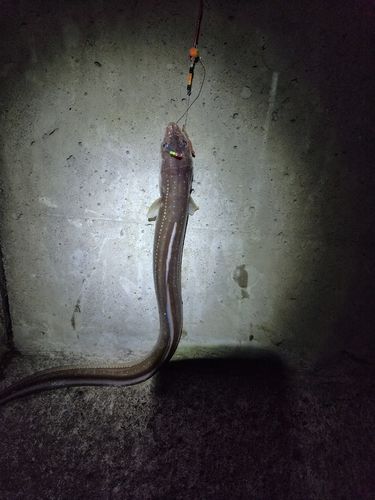 マアナゴの釣果