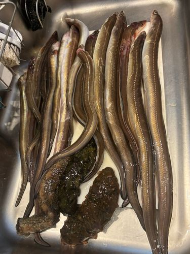 アナゴの釣果