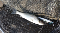 セイゴ（マルスズキ）の釣果