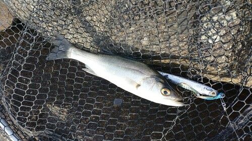 セイゴ（マルスズキ）の釣果
