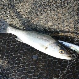 セイゴ（マルスズキ）