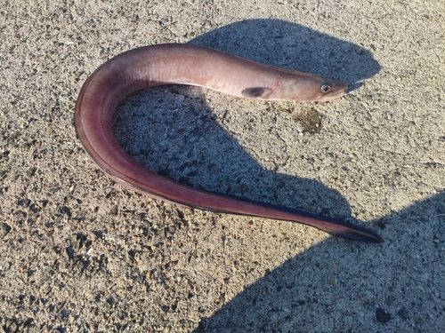 クロアナゴの釣果