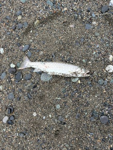 アメマスの釣果