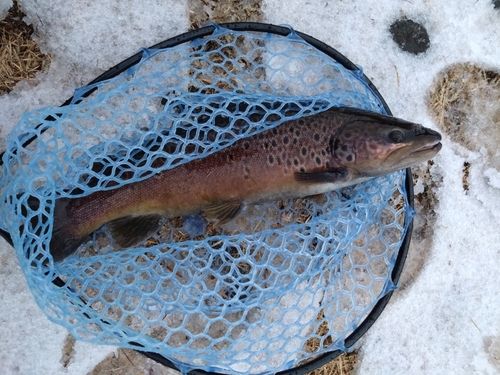 ブラウントラウトの釣果