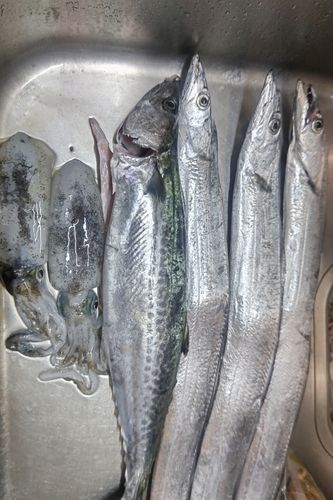 サゴシの釣果