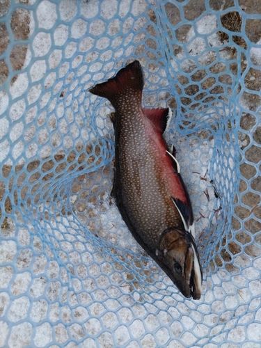 ブルックトラウトの釣果