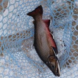 ブルックトラウト