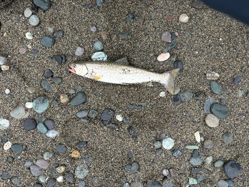 アメマスの釣果