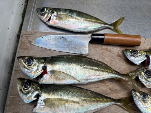 マアジの釣果