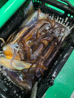 スルメイカの釣果