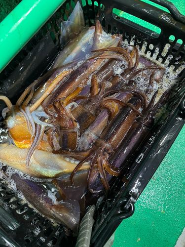 スルメイカの釣果