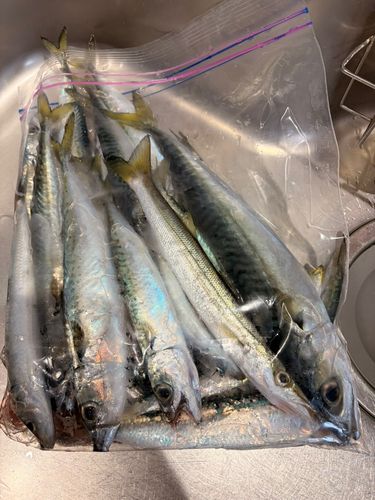 苫小牧東港一本防波堤