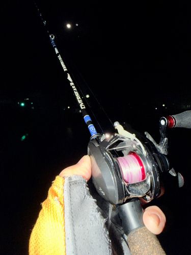 ベッコウゾイの釣果