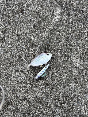 コバンヒイラギの釣果