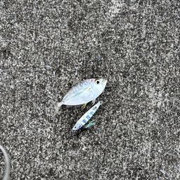 コバンヒイラギ