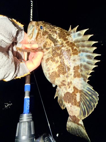 ベッコウゾイの釣果