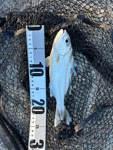 コトヒキの釣果