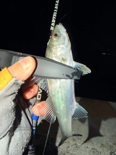 セイゴ（マルスズキ）の釣果