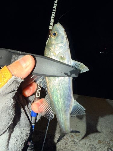 セイゴ（マルスズキ）の釣果