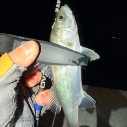 セイゴ（マルスズキ）