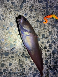 チゴダラの釣果