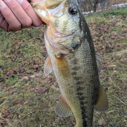 ラージマウスバス