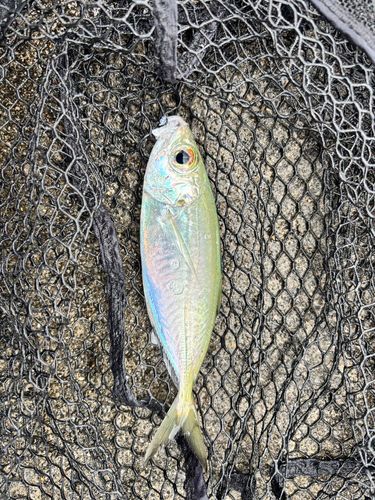 メアジの釣果