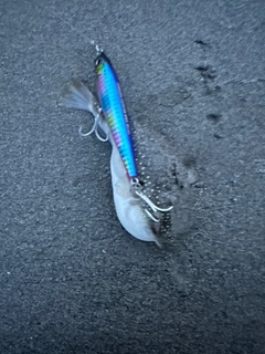 クサフグの釣果