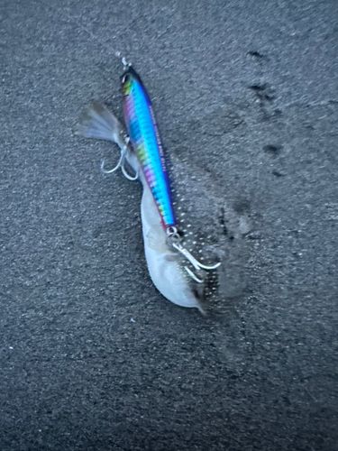 クサフグの釣果