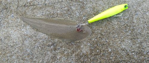 シタビラメの釣果