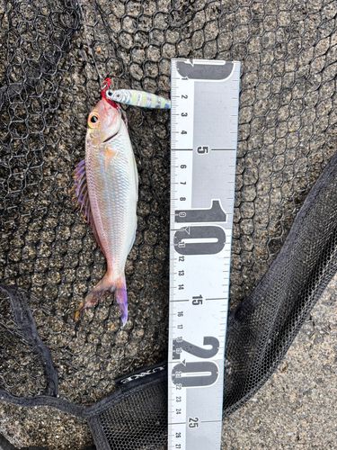 ヒメイトヨリの釣果