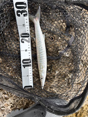 オニカマスの釣果
