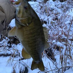 スモールマウスバス
