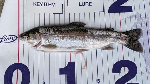 ニジマスの釣果