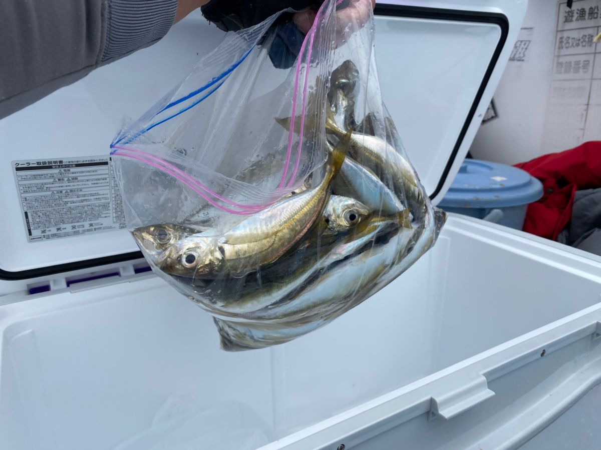 ざわさん@お散歩日記さんの釣果 2枚目の画像