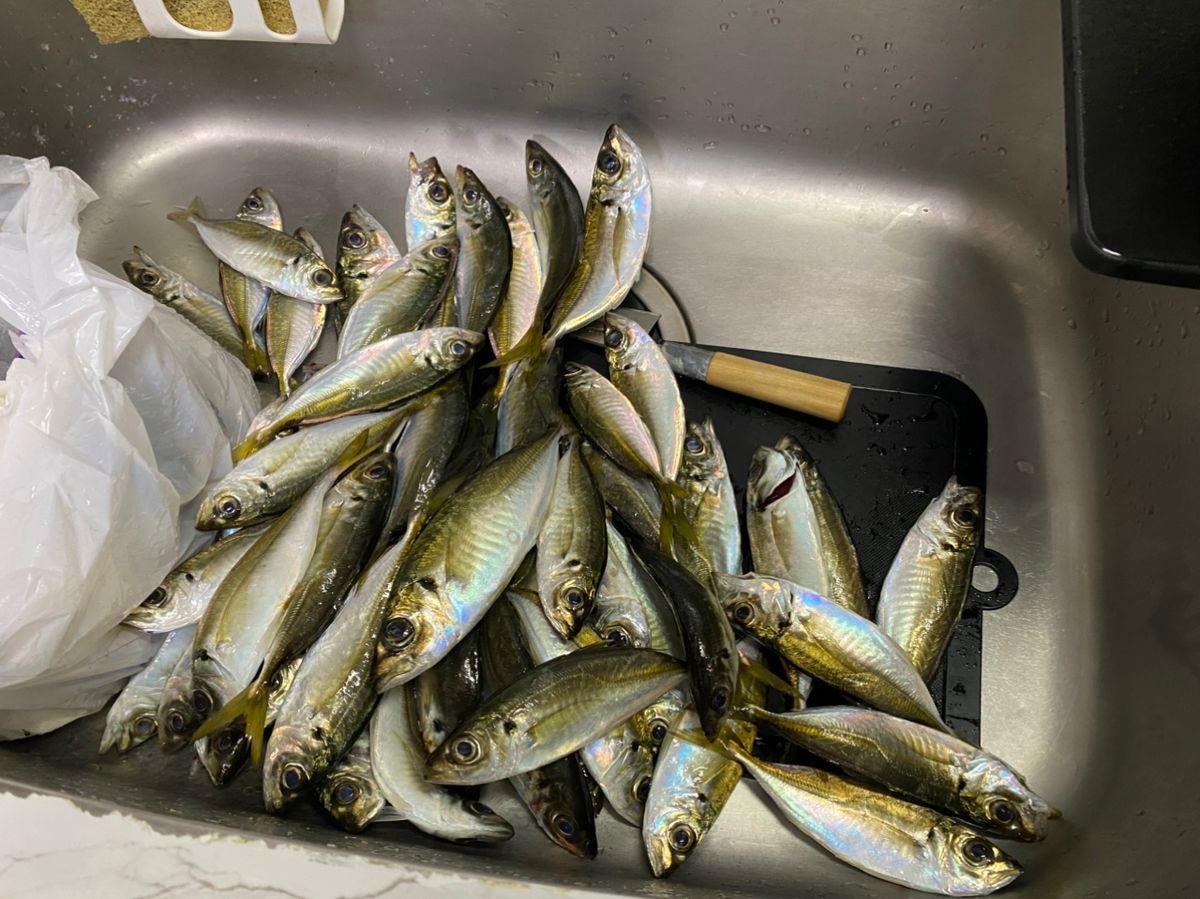 ざわさん@お散歩日記さんの釣果 3枚目の画像