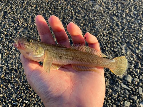 マハゼの釣果