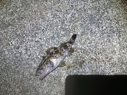 タケノコメバルの釣果