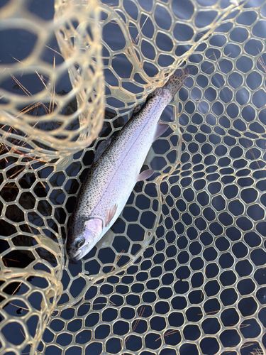 レインボートラウトの釣果