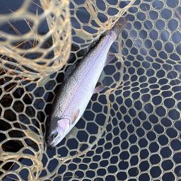 レインボートラウト