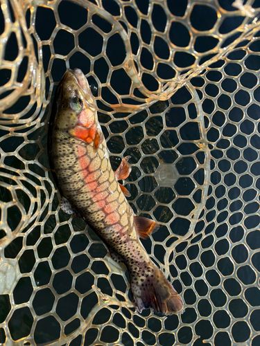 レインボートラウトの釣果