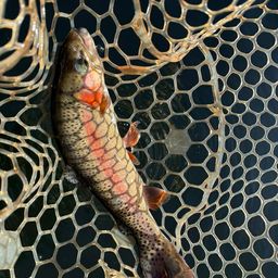 レインボートラウト