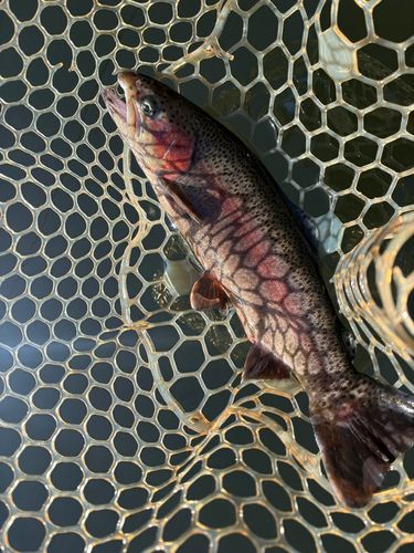 レインボートラウトの釣果