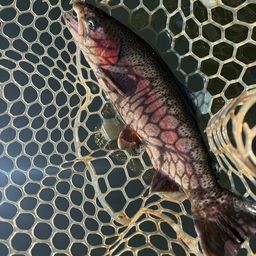 レインボートラウト