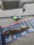 アイナメの釣果