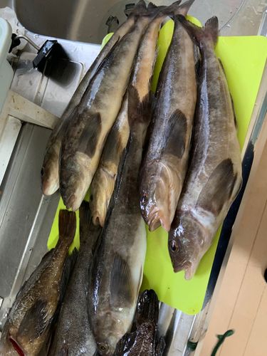 ホッケの釣果
