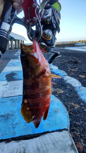 アカハタの釣果