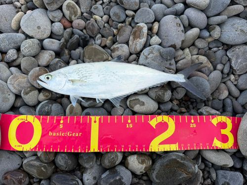 イケカツオの釣果