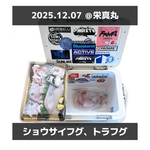 ショウサイフグの釣果