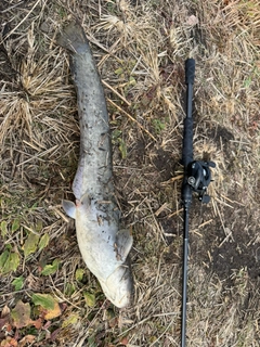 マナマズの釣果